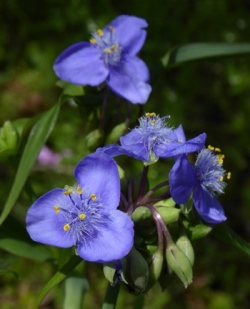Blue Ohio Spiderwort, Bluejacket, Common Spiderwort, Tradescantia ohiensis